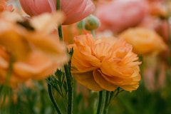 salmon ranunculus