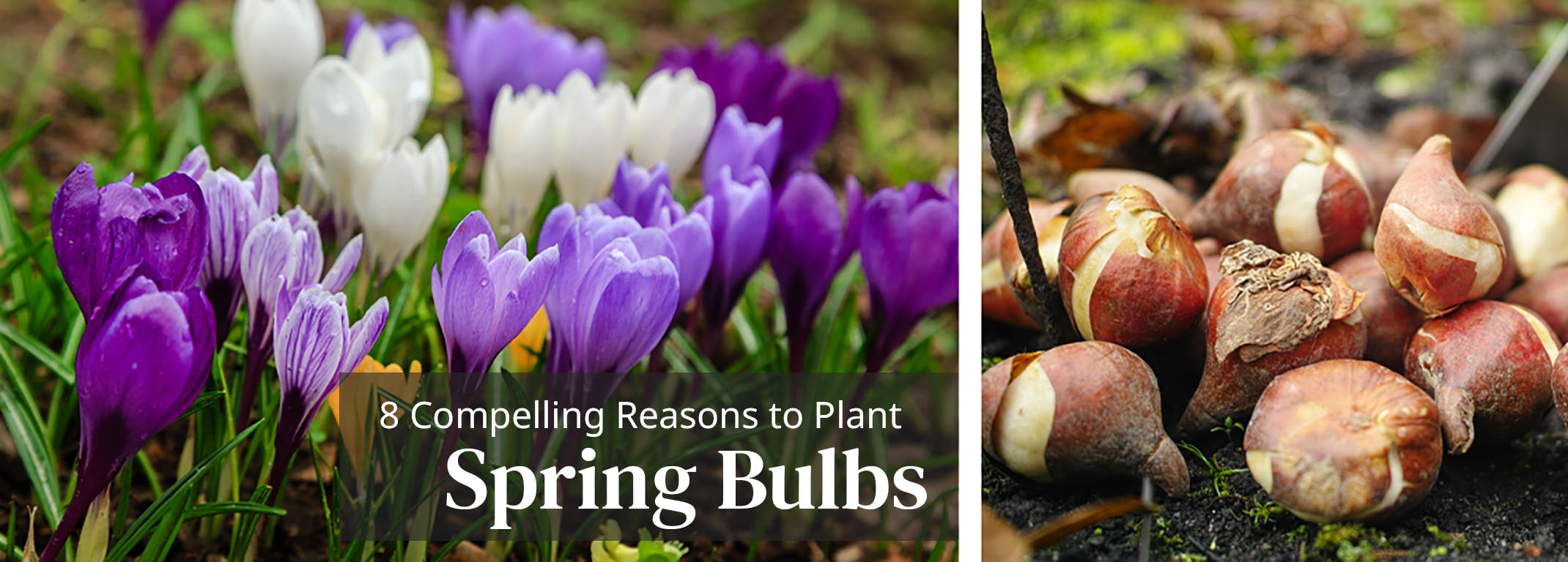 8 compelling reasons to plant spring bulbs crocus and tulip bulbs to plant