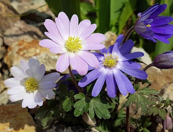 anemone blanda mix