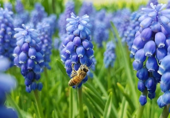 grape hyacinth with bee