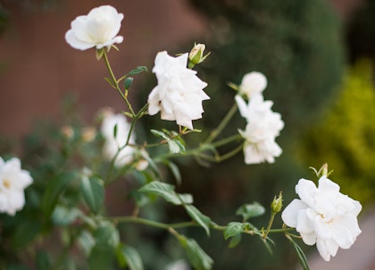 White Roses on a rose bush.