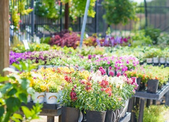 Fall flowers in-store