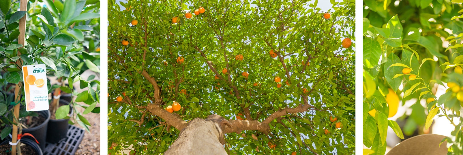 SemiDwarf or Standard Size Fruit Trees? AZ SummerWinds