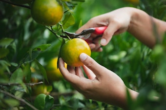 Someone picking fruit off a tree.