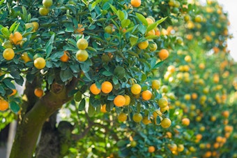 Orange trees.