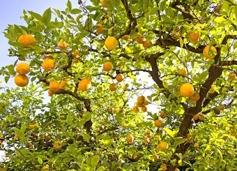 A large orange tree.