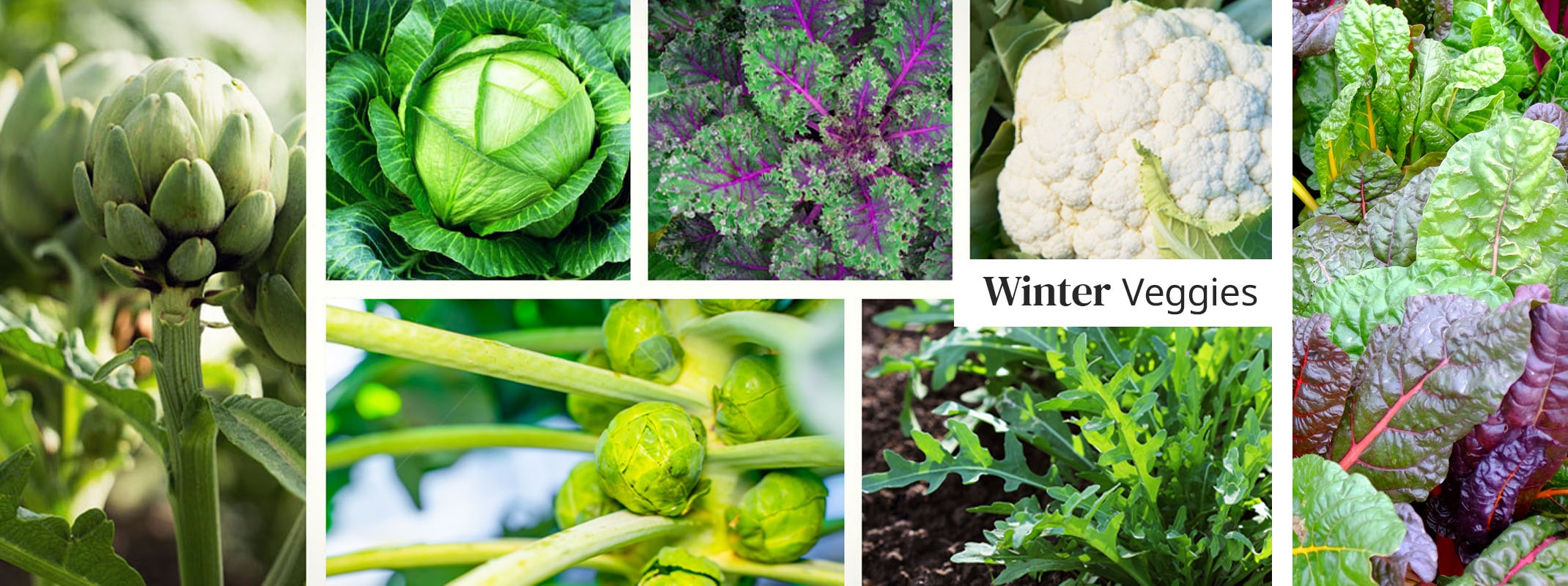 winter veggies artichokes, cabbage, kale, brussels sprouts, arugula, swiss chard and cauliflower
