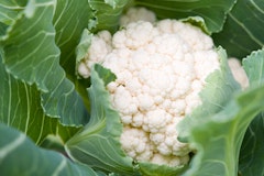 cauliflower