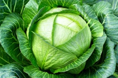 cabbage