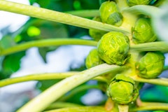 brussels sprouts