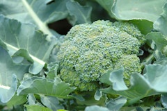 broccoli