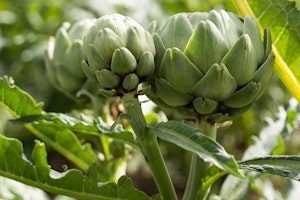 artichokes