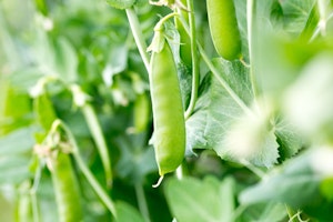 edible peas