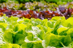 lettuce assorted varieties