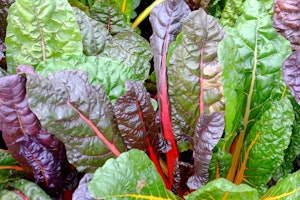 swiss chard