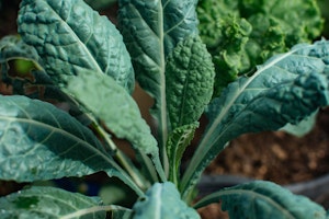 dinosaur kale