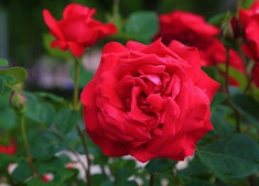 Veteran's Honor Roses