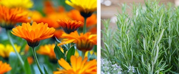 calendula or marigolds and rosemary in the garden companion plants for winter veggies