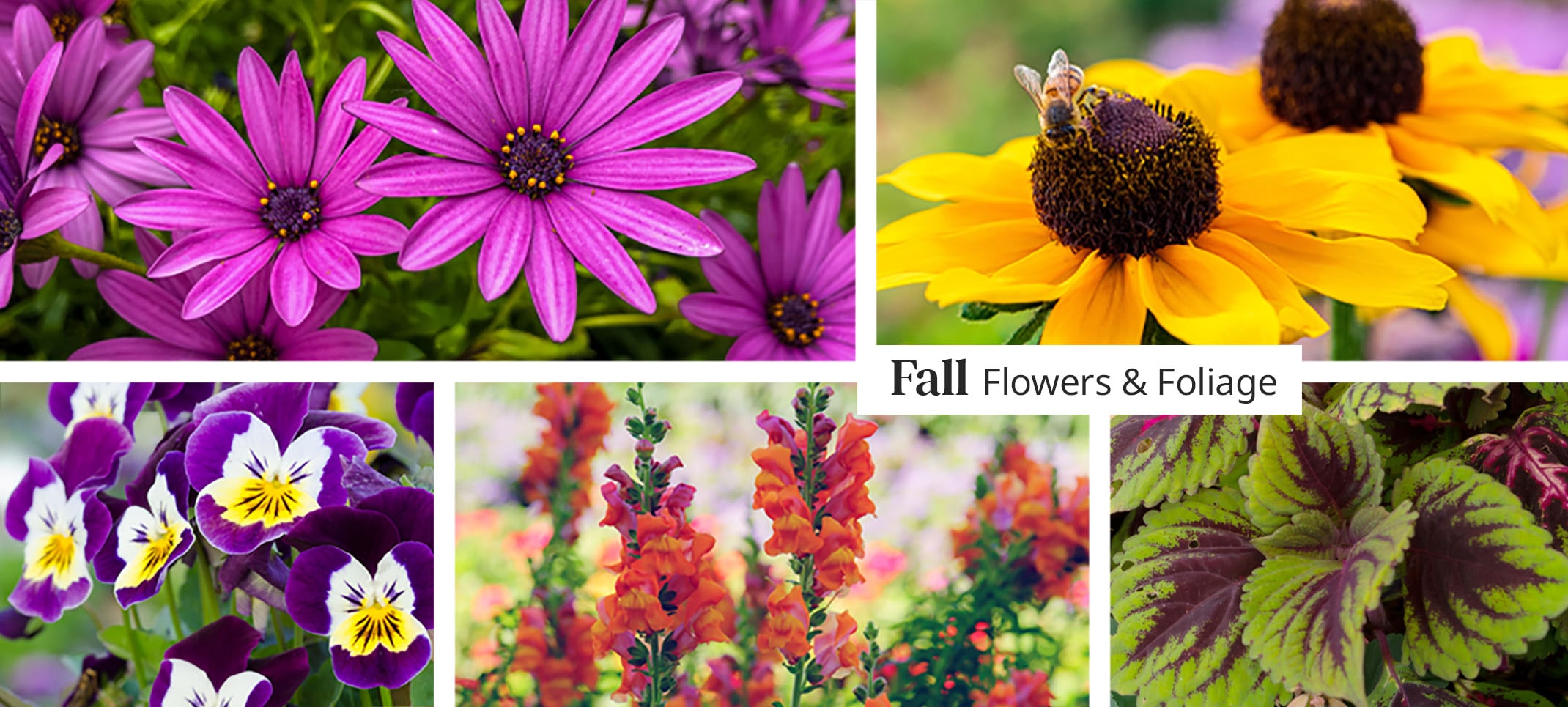 fall flowers and foliage with osteospermum, pansies, rudbeckias, snapdragons and coleus