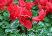 red cyclamen in the garden