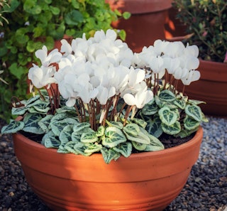 white cyclamen in terra cotta planter in garden