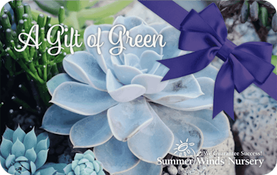 Succulents in the backaground with a ribbon and the text A Gift of Green