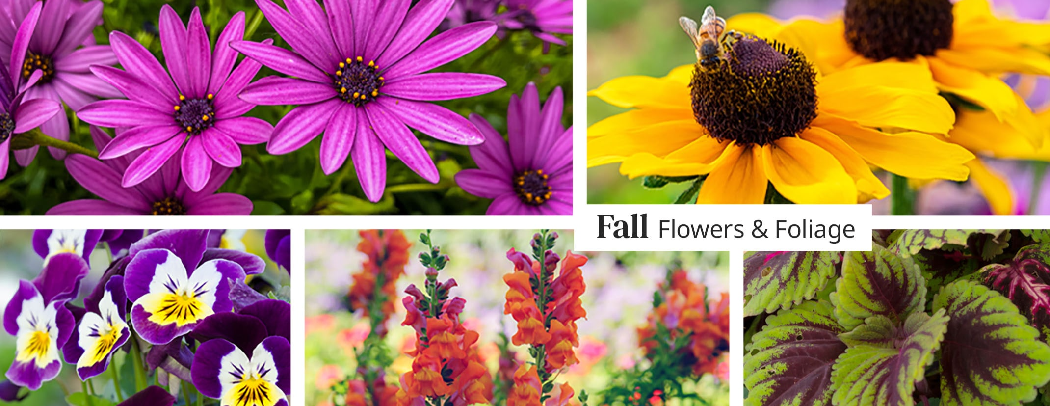 fall flowers and foliage with osteospermum, pansies, rudbeckias, snapdragons and coleus
