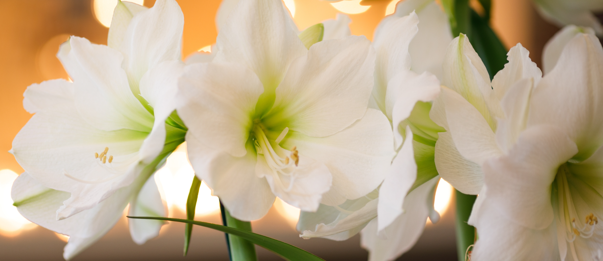 White Amaryllis blooms up close with lovely warm light in the background