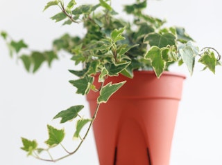 ivy houseplant potted