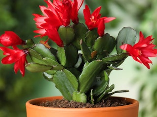 potted red christmas cactus