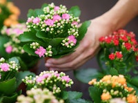 kalanchoe houseplants woman holding one of many small assorted colors of kalanchoe houseplants