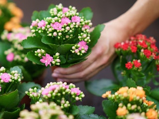 woman holding one of many small assorted colors of kalanchoe houseplants