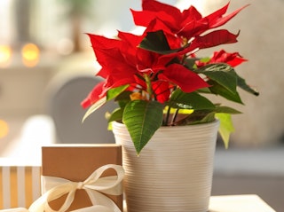 red poinsettia potted in cream container with gift sitting beside