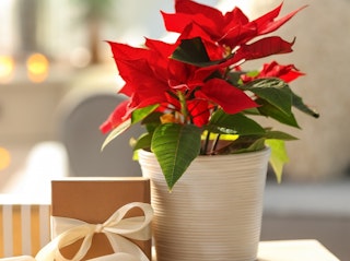 red poinsettia potted in cream container with gift sitting beside