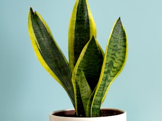 sansevieria or snake houseplant