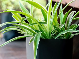 potted spider houseplant