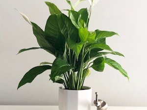 blooming potted peace lily houseplant with small metal elephant sitting next to it