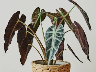 alocasia or african mask housplant potted