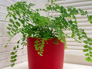 maidenhair fern houseplant potted in red container