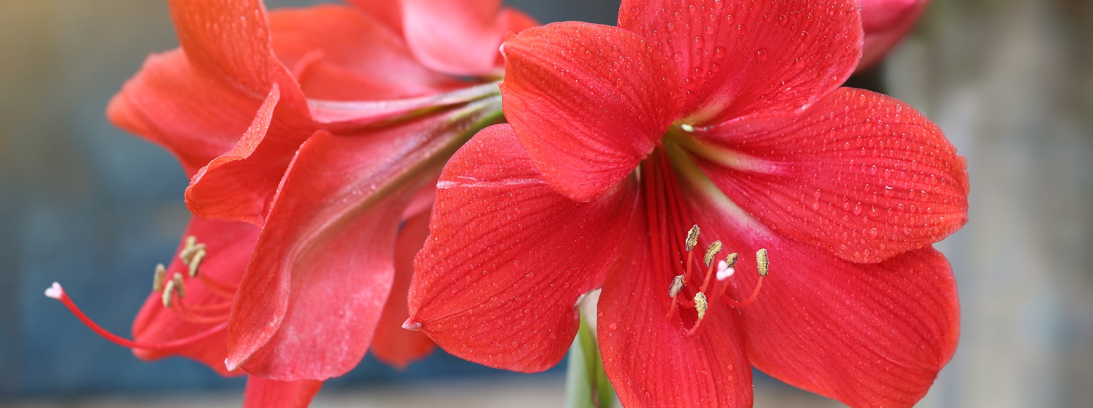 red amaryllis