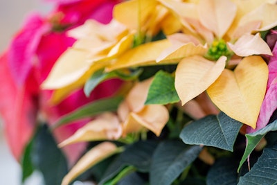 Red, gold and multicolor poinsettia plants.