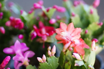 Pink, red and purple Thanksgiving Cactus plants.