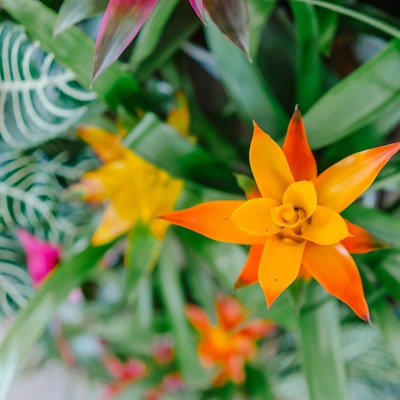 Colorful orange and red bromeliads.