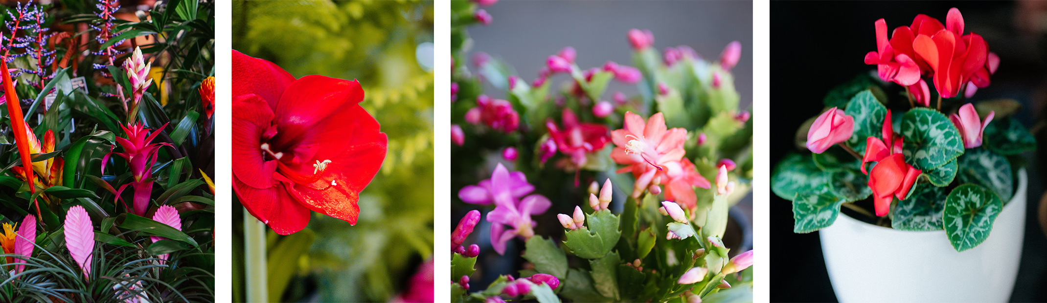 Bromeliads, a red amaryllis, Thanksgiving cacti, and a potted red cyclamen.