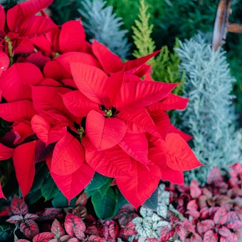 Red poinsettia, red and green houseplants, and rosemary trees.