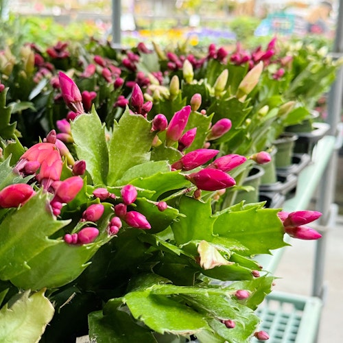 christmas cactus