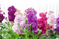 A variety of colorful stock flowers.