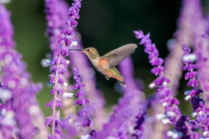 A closeup of a hummingbird enjoying Mexican Bush Sage.