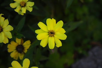 Chocolate Flower (<span>Berlandiera lyrata)