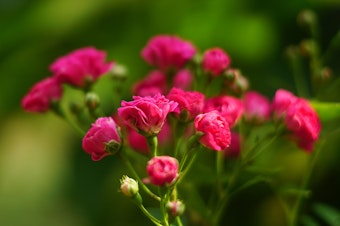 Mini Roses